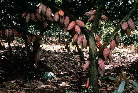 Дерево Какао